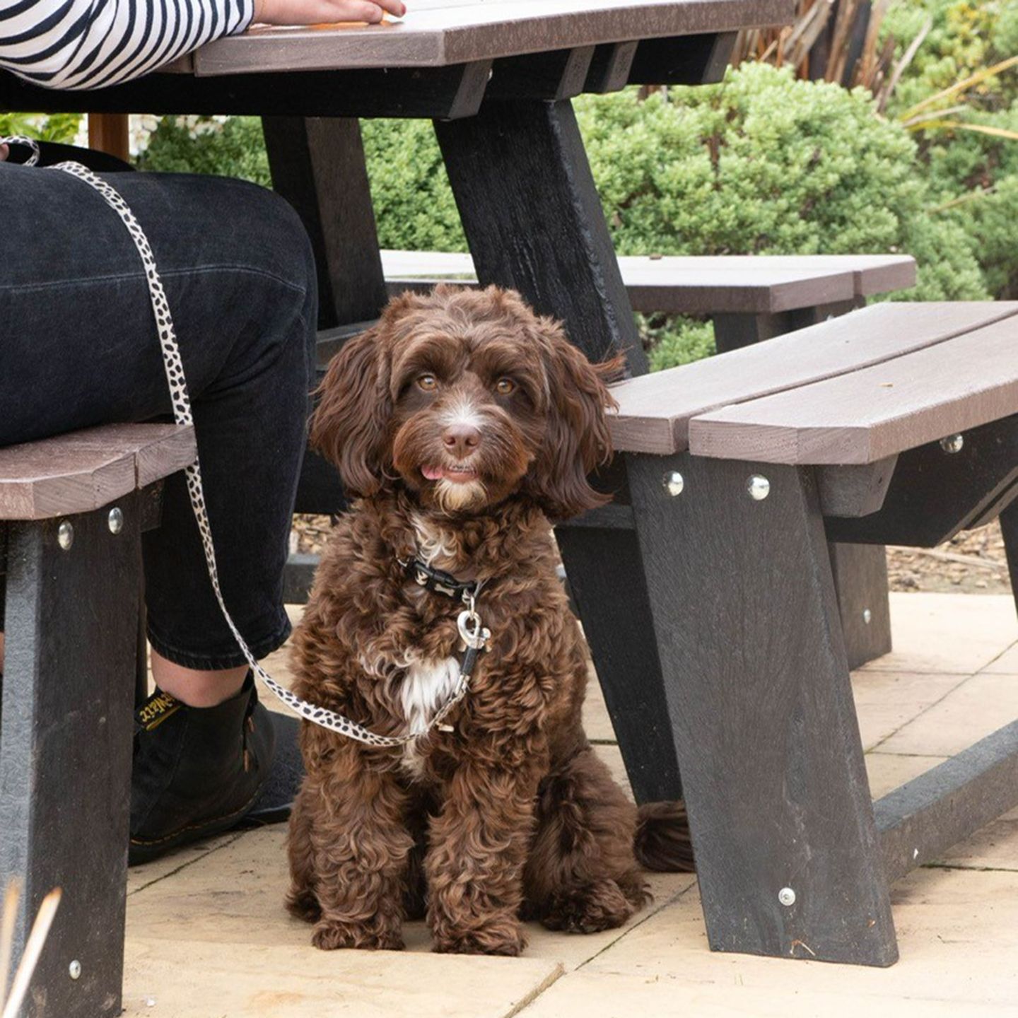 Your local dog friendly pub in Burton on Trent